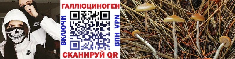 Псилоцибиновые грибы Psilocybine cubensis  OMG сайт  Зерноград 